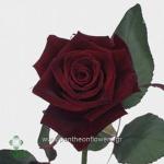 [$Louloudia] louloudi louloudia gamos