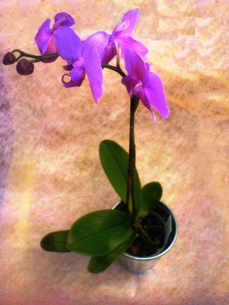 ΛΟΥΛΟΥΔΙΑ - Λουλούδια louloudi louloudia gamos