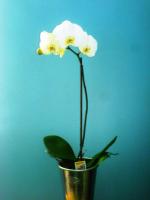 [$Louloudia] louloudi louloudia gamos