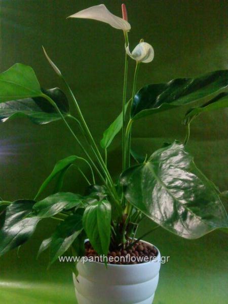 ΛΟΥΛΟΥΔΙΑ - Λουλούδια louloudi louloudia gamos