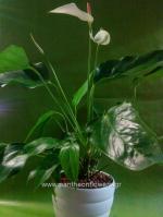 [$Louloudia] louloudi louloudia gamos