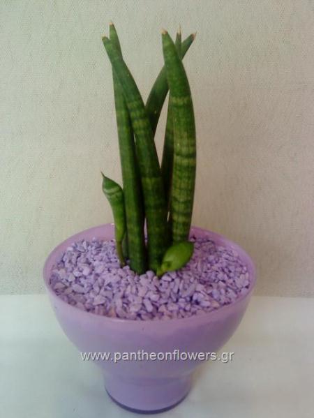 ΛΟΥΛΟΥΔΙΑ - Λουλούδια louloudi louloudia gamos