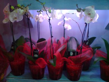 ΛΟΥΛΟΥΔΙΑ - Λουλούδια louloudi louloudia gamos