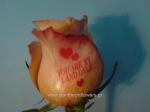 [$Louloudia] louloudi louloudia gamos