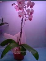 [$Louloudia] louloudi louloudia gamos