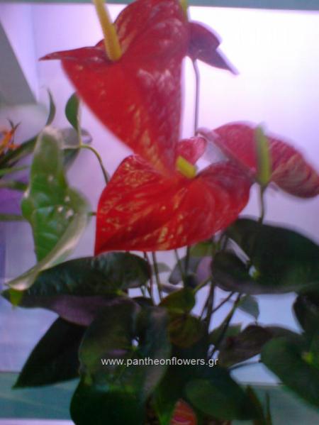 ΛΟΥΛΟΥΔΙΑ - Λουλούδια louloudi louloudia gamos