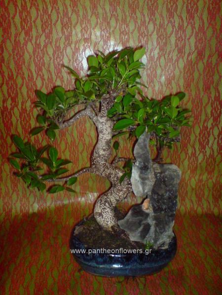 ΛΟΥΛΟΥΔΙΑ - Λουλούδια louloudi louloudia gamos