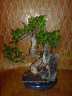 [$Louloudia] louloudi louloudia gamos