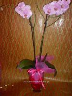 [$Louloudia] louloudi louloudia gamos