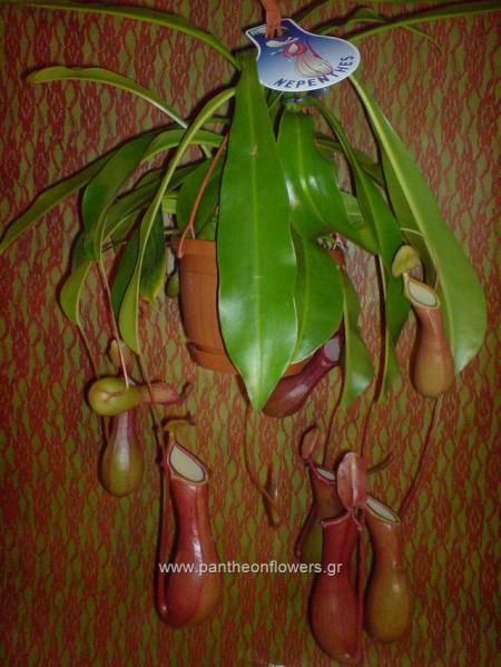 ΛΟΥΛΟΥΔΙΑ - Λουλούδια louloudi louloudia gamos