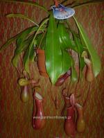 [$Louloudia] louloudi louloudia gamos