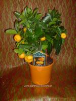 [$Louloudia] louloudi louloudia gamos