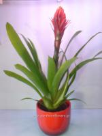 [$Louloudia] louloudi louloudia gamos