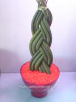 [$Louloudia] louloudi louloudia gamos